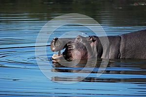 Hippo (Hippopotamus amphibius) photo