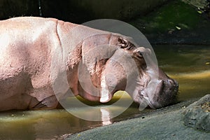 Hippo Hippopotamus amphibius