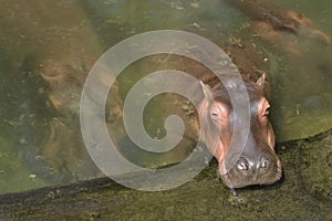 Hippo Hippopotamus amphibius