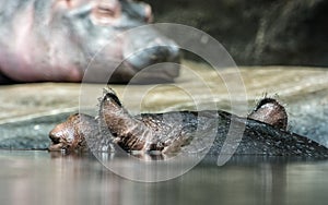 Hippo - Hippopotamus amphibius, animals resting in water