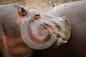 Hippo Hippopotamus amphibius.