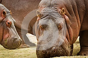 Hippo Hippopotamus amphibius. close up