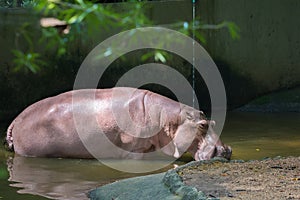 Hippo Hippopotamus amphibius