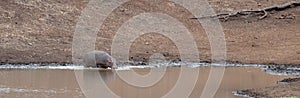 Hippo [hippopotamus amphibius] entering the water in Africa