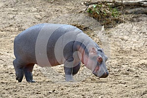 Hippo (Hippopotamus amphibius)