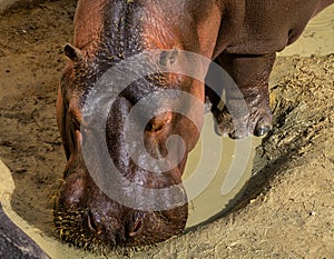 Hippo, Hippopotamus amphibius in Jerez de la Frontera, Andalusia, Spain