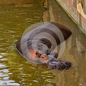 Hippo, Hippopotamus amphibius in Jerez de la Frontera, Andalusia, Spain