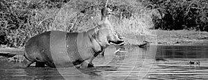 A hippo Hippopotamus amphibius  Kruger park South Africa