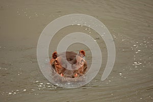 Hippo Hippopotamus amphibius laying in the water.