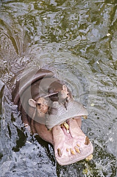 Hippo, Hippopotamus amphibius, open mouth