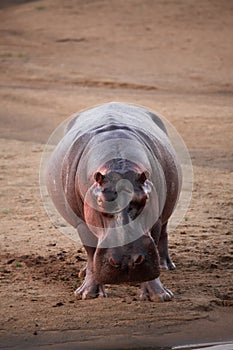 A Hippo Hippopotamus amphibius out of the water