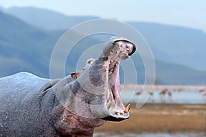 Hippo Hippopotamus amphibius outside the water