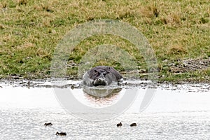 Hippo hippopotamus amphibius in pond at the Serengeti national park, Tanzania. Wildlife photo