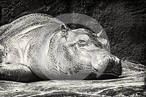 Hippo - Hippopotamus amphibius resting near the water, colorless
