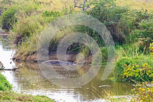 Hippo (Hippopotamus amphibius) in river in Serengeti National Park, Tanzania. Wildlife of Africa