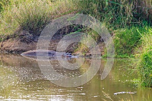 Hippo Hippopotamus amphibius in river in Serengeti National Park, Tanzania. Wildlife of Africa