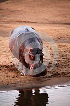 A Hippo Hippopotamus amphibius on the sand