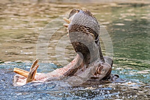 Hippo (Hippopotamus amphibius)