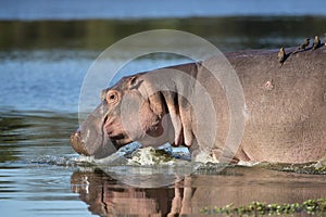 Hippo (Hippopotamus amphibius) South Africa