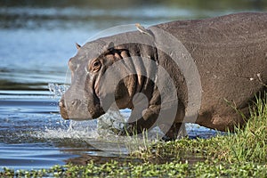 Hippo (Hippopotamus amphibius) South Africa