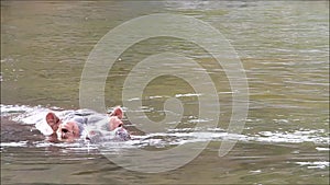 Hippo Hippopotamus amphibius swimming in water
