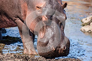 Hippo (Hippopotamus amphibius)