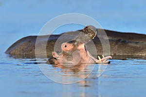 Hippo (Hippopotamus amphibius) in the water