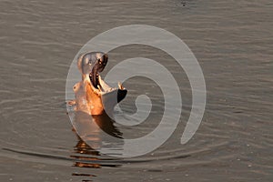 A Hippo Hippopotamus amphibius in the water. Hippo have a rest in the river with open mouth and teeth