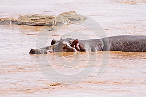 Hippo (Hippopotamus amphibius) in the water, Kenya