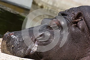 Hippo (Hippopotamus amphibius)