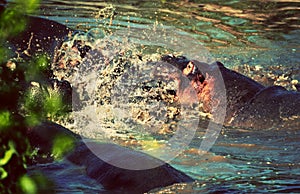 Hippo, hippopotamus fight in river. Serengeti, Tanzania, Africa