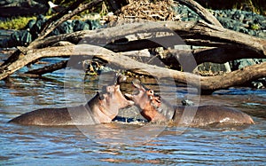 Hippo, hippopotamus fighting in river. Serengeti, Tanzania, Africa