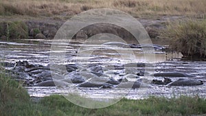 Hippo Hippopotamus Herd in Mudd of Pond. Animals in Natural Habitat, Slowmotion