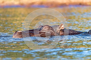 Hippo Hippopotamus Hippopotamus, Africa wildlife