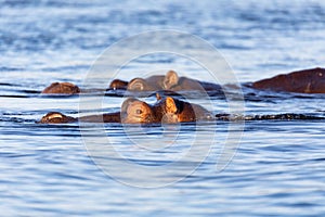 Hippo Hippopotamus Hippopotamus, Botswana Africa