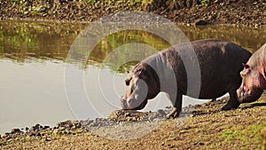 Hippo, Hippopotamus on Mara river bank in low sun sunlight near water African Wildlife in Maasai Mar