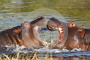 Hippo hippopotamus Okavango, Botswana Africa