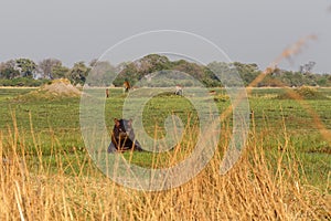 Hippo Hippopotamus, Okavango delta, Botswana Africa