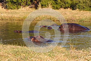 Hippo Hippopotamus, Okavango delta, Botswana Africa
