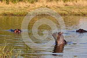 Hippo Hippopotamus, Okavango delta, Botswana Africa
