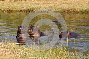 Hippo Hippopotamus, Okavango delta, Botswana Africa