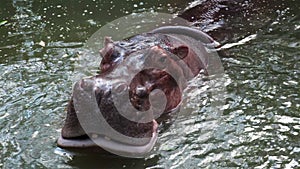 Hippo, hippopotamus open mouth and yawn in pond