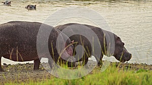 Hippo, Hippopotamus relaxing by the bank of the Mara River, African Wildlife in Maasai Mara National