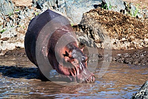 Hippo, hippopotamus in river. Serengeti, Tanzania, Africa