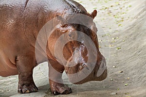 Hippo / The hippopotamus in thailand.