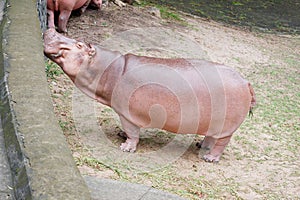 Hippo or hippopotamus in the water at the zoo