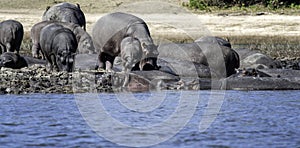 Hippo, Hippoptamus South Africa, family of hippos, in a group,