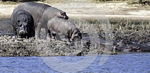 Hippo, Hippoptamus South Africa, family of hippos, in a group,