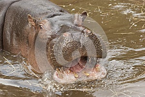 Hippo