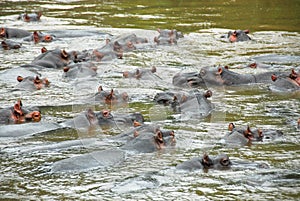 Hippo, Ishasha river, Uganda